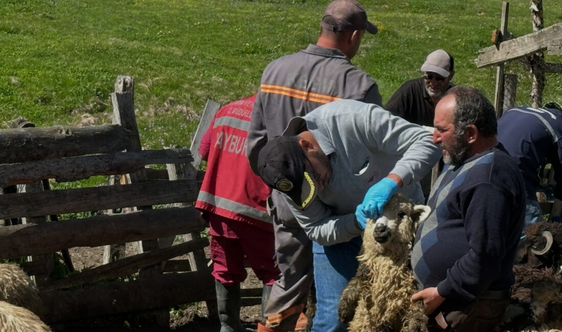 Aydıntepe’de küçükbaş hayvanlarda aşılama ve küpeleme çalışmaları sürüyor