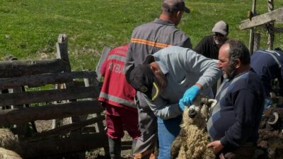 Aydıntepe’de küçükbaş hayvanlarda aşılama ve küpeleme çalışmaları sürüyor