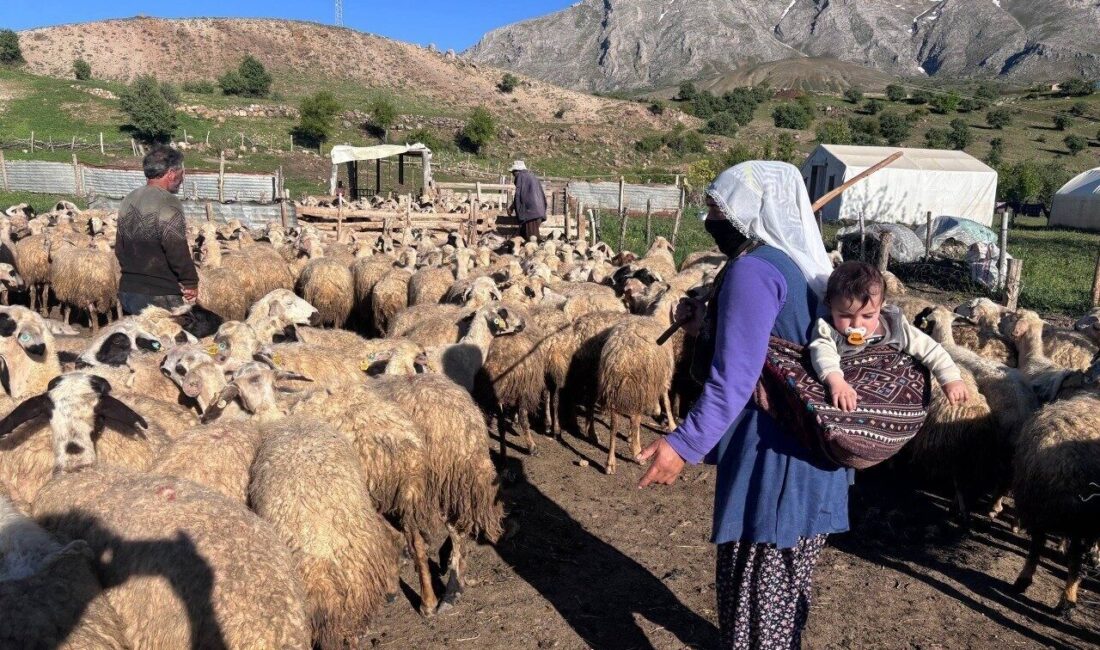 Tarım ve Orman Bakanlığınca yürütülen “Kırsalda Bereket Küçükbaşa Destek Projesi”