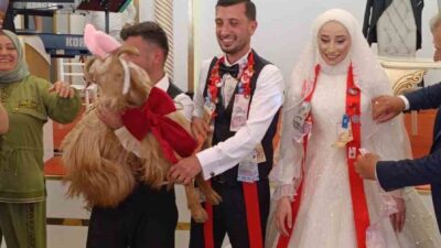Trabzon’da bir düğünde takı töreninde altın yerine keçi takıldı. Süslediği