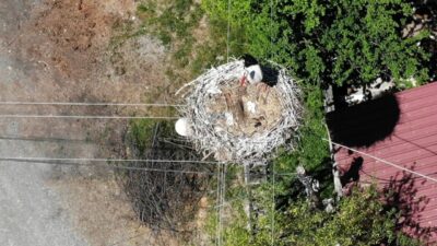 Erzincan’ın Mertekli köyünde bir leylek ailesi, 23 yıldır aynı elektrik