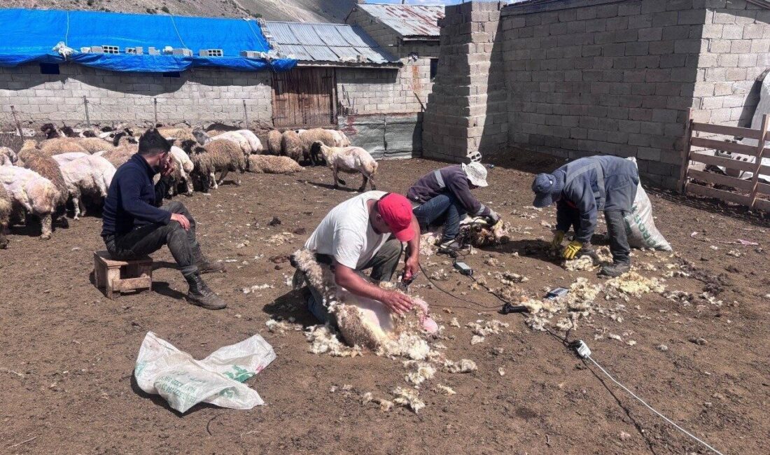 Erzincan’da hava sıcaklıklarının artmasıyla birlikte küçükbaş hayvan yetiştiricileri tarafından başlatılan