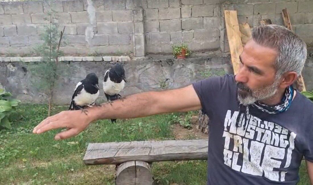 Erzincan’ın Çağlayan beldesinde yaşayan Murat Aydemir, evinin bahçesindeki çam ağaçlarından