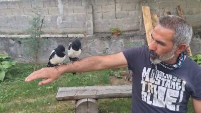 Erzincan’ın Çağlayan beldesinde yaşayan Murat Aydemir, evinin bahçesindeki çam ağaçlarından