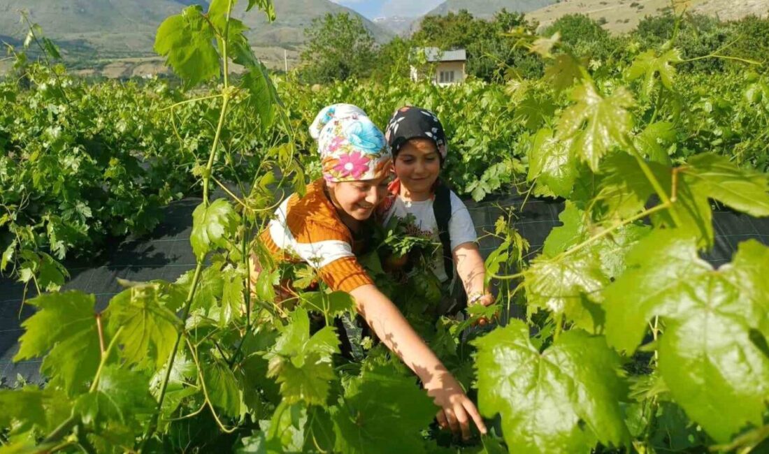 Erzincan’da yaz mevsiminin gelmesiyle birlikte bağlarda yaprak mesaisi başladı. Üreticiler,