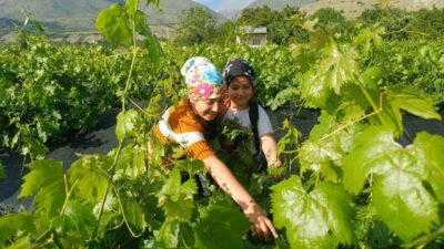 Erzincan’da yaz mevsiminin gelmesiyle birlikte bağlarda yaprak mesaisi başladı. Üreticiler,