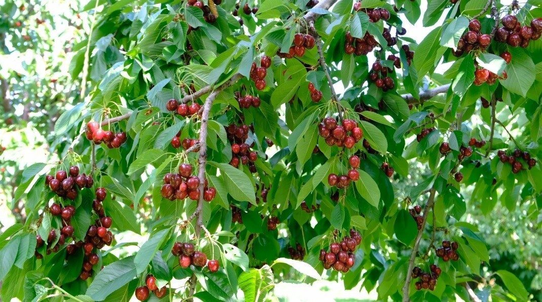 Erzincan’ın Üzümlü ilçesinde kiraz sezonu başladı. İlkbahar aylarında etkili olan