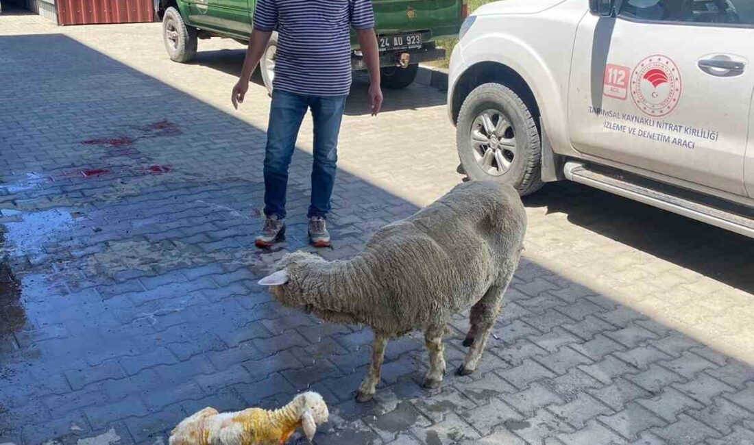 Erzincan’da doğum sırasında sorun yaşayan bir koyun, yetiştiricisinin hızlı davranması