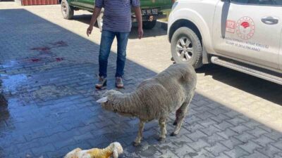 Erzincan’da doğum sırasında sorun yaşayan bir koyun, yetiştiricisinin hızlı davranması