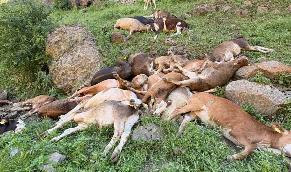 Erzurum’un Şenkaya ilçesinde merada yabani hayvanın saldırması sonucu paniğe kapılan