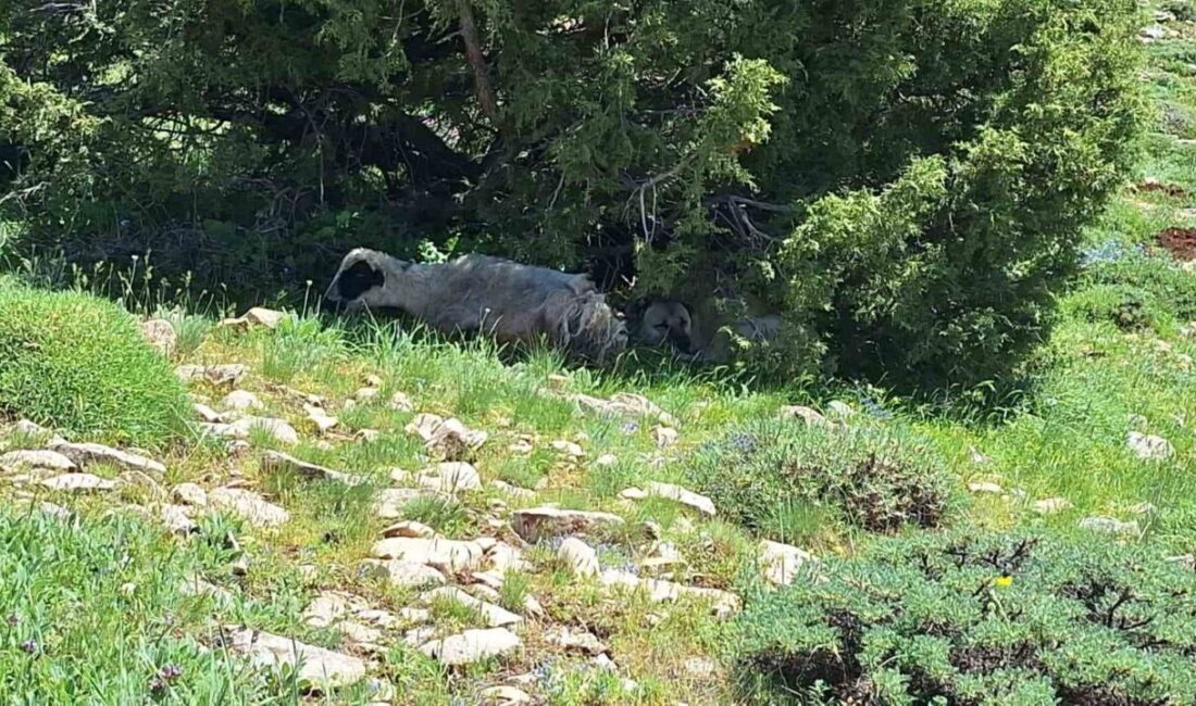 Erzincan’ın Munzur Dağları’ndaki yaylalarda bir ardıç ağacının altında koyunla birlikte