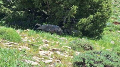 Erzincan’ın Munzur Dağları’ndaki yaylalarda bir ardıç ağacının altında koyunla birlikte