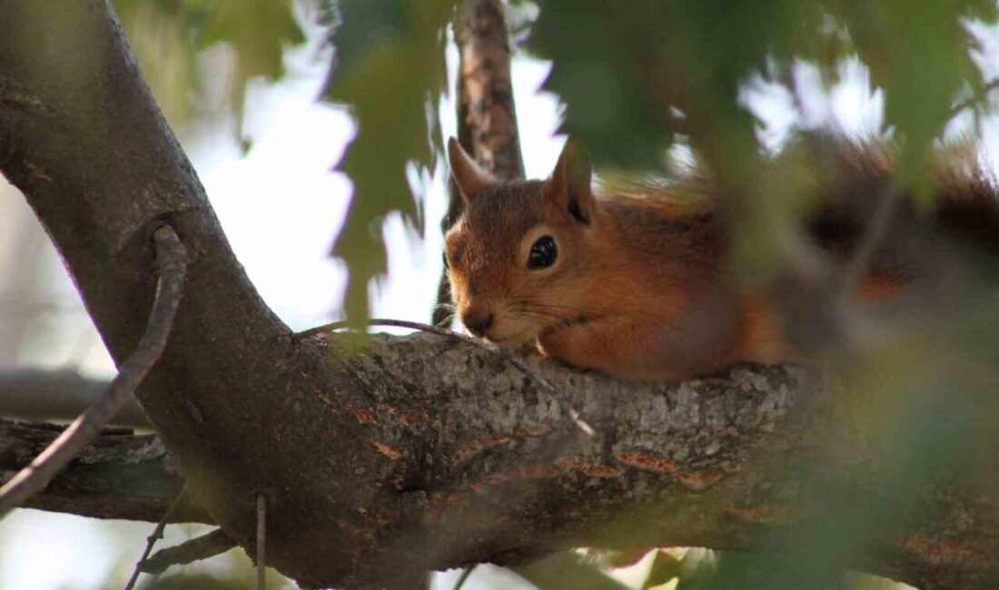 Erzincan’ın Refahiye ilçesi Dumanlı Tabiat parkında pikniğe giden aileye Kızıl