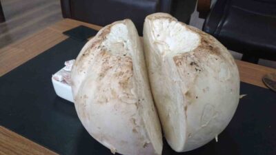 Erzincan’ın Tercan ilçesinde bir vatandaşın merada futbol topuna benzettiği cismin,