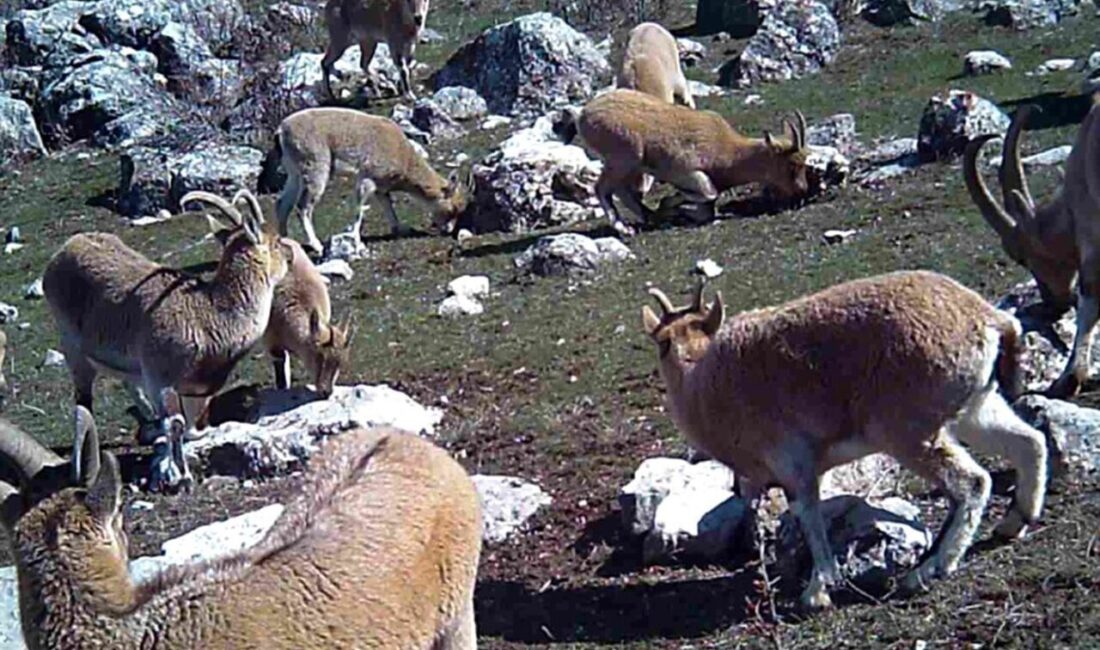 Erzincan’da sürü halinde dolaşan yaban keçileri fotokapanla görüntülendi. Türkiye’nin farklı