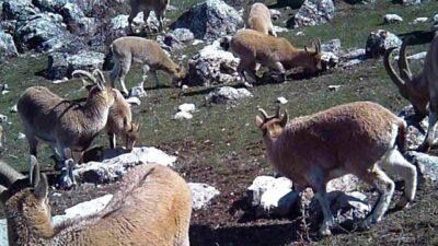 Erzincan’da sürü halinde dolaşan yaban keçileri fotokapanla görüntülendi. Türkiye’nin farklı