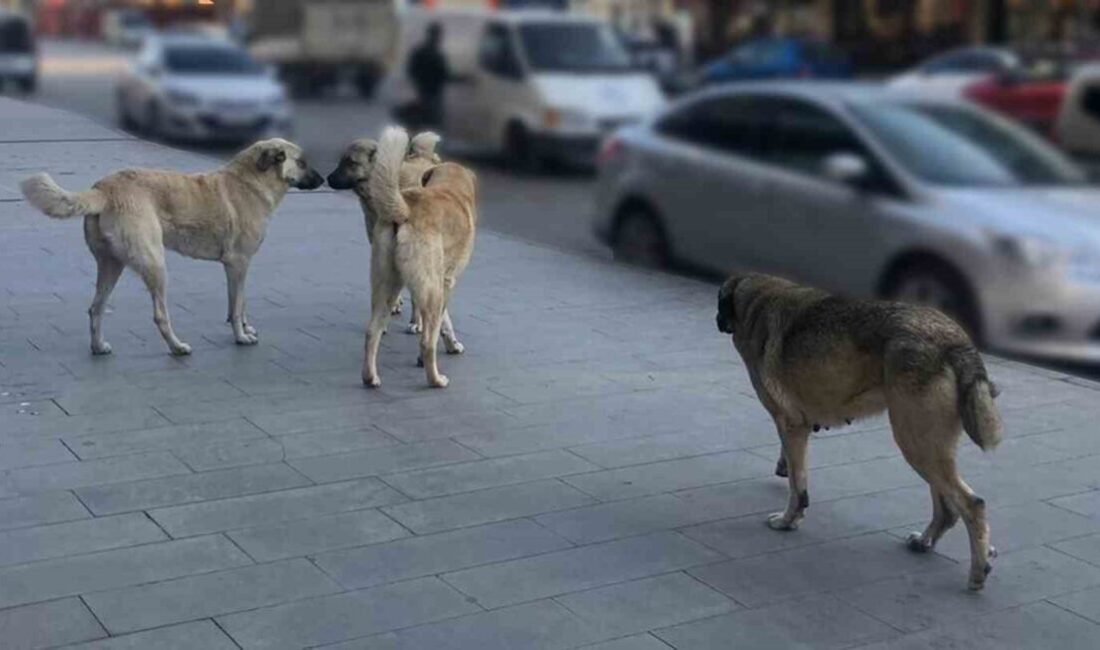 İçişleri Bakanı Mustafa Çiftçi, sahipsiz sokak köpeklerinin toplanmasına yönelik çalışmaların