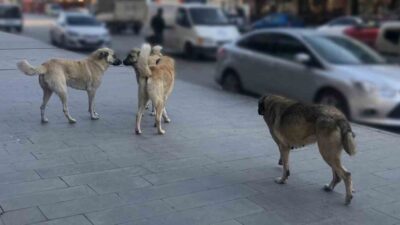 İçişleri Bakanı Mustafa Çiftçi, sahipsiz sokak köpeklerinin toplanmasına yönelik çalışmaların