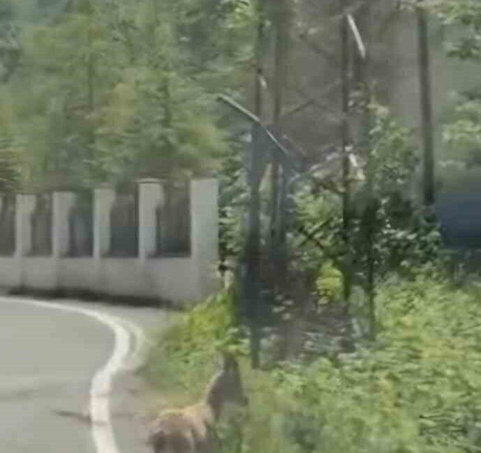 Trabzon’da çengel boynuzlu dağ keçisi yavrusu ilk kez bir karayolunda