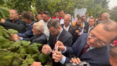 Doğu Karadeniz Bölgesi’nde tarım ürünlerinde ciddi verim ve kalite kayıplarına