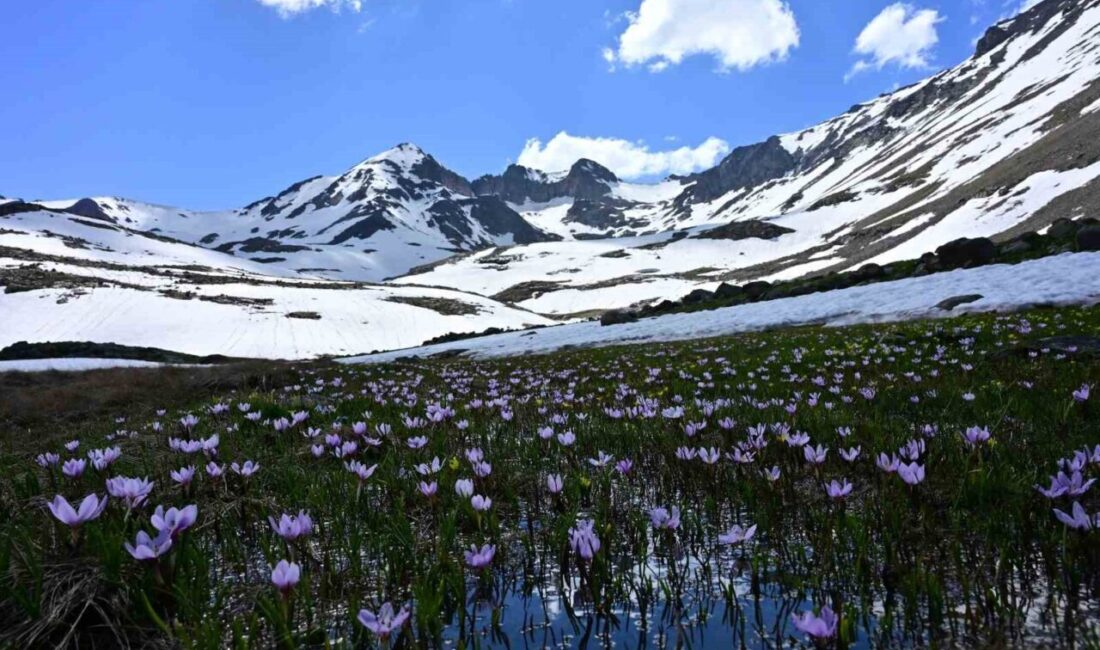 Gümüşhane’nin saklı cenneti Artabel Gölleri Tabiat Parkı, haziran ayının ortasında