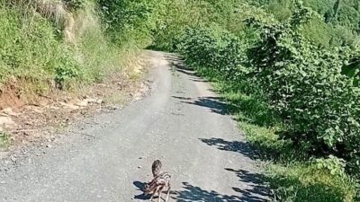 Trabzon’da yolda karşılaştığı iki karaca yavrusuna, bir dönem hayranı olduğu