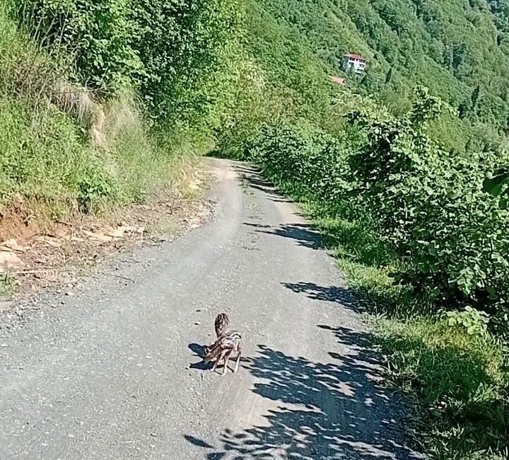 Trabzon’da yolda karşılaştığı iki karaca yavrusuna, bir dönem hayranı olduğu