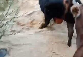 Artvin’in Yusufeli ilçesinde etkili olan sağanak sonrası taşan dere, otlamadan