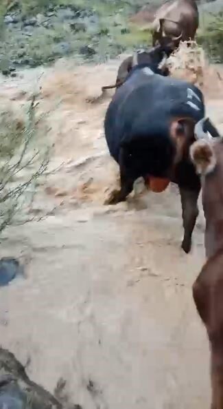 Artvin’in Yusufeli ilçesinde etkili olan sağanak sonrası taşan dere, otlamadan