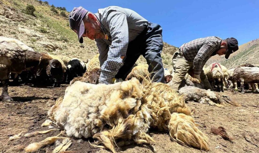Erzincan’da havaların aşırı ısınmasıyla beraber koyunların üzerinde 1 yılda büyüyen