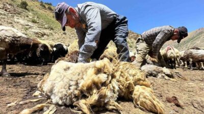 Erzincan’da havaların aşırı ısınmasıyla beraber koyunların üzerinde 1 yılda büyüyen