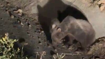 Kastamonu’da aracın çarptığı ayı vatandaşlar tarafından görüntülendi. Bir süre sonra