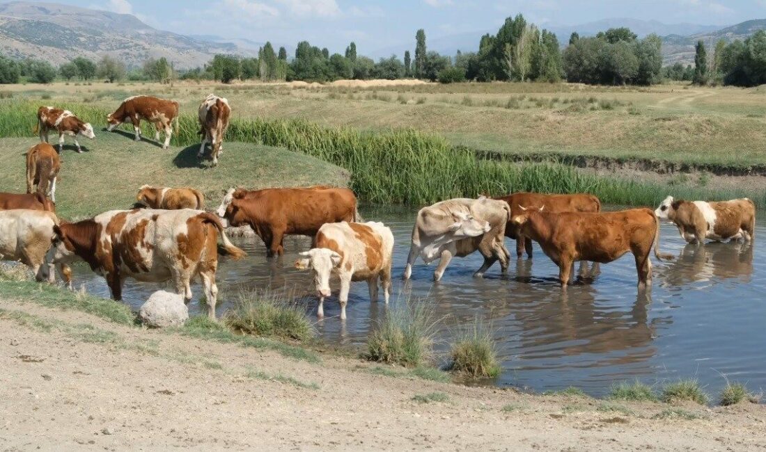 Erzincan’da etkisini sürdüren sıcak hava nedeniyle bunalan büyükbaş hayvanlar, çobanlar