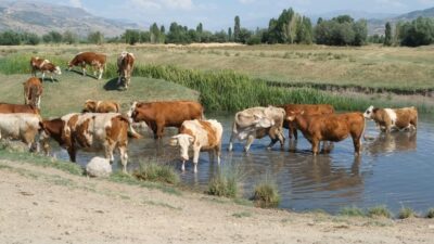Erzincan’da etkisini sürdüren sıcak hava nedeniyle bunalan büyükbaş hayvanlar, çobanlar