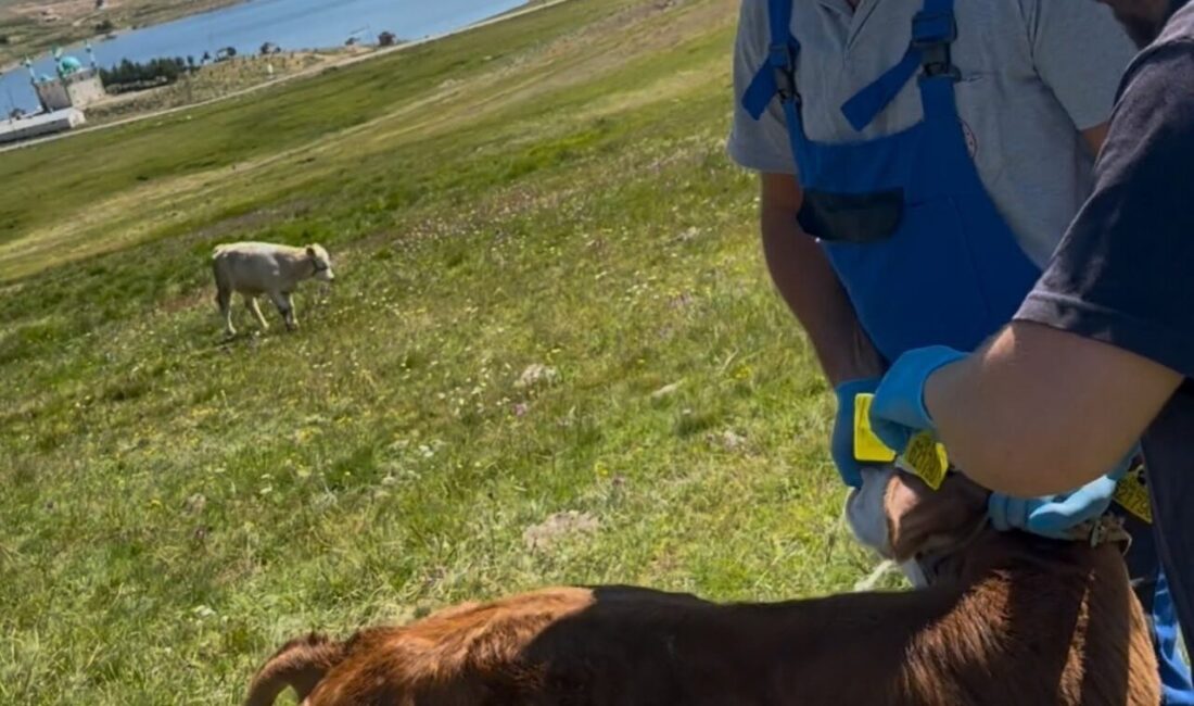Bayburt’un Aydıntepe Yaylası’nda yürütülen buzağı küpeleme ve programlı aşılama çalışmaları