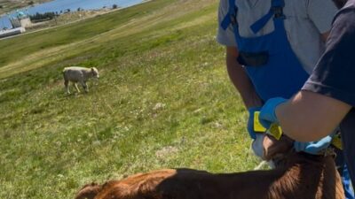 Bayburt’un Aydıntepe Yaylası’nda yürütülen buzağı küpeleme ve programlı aşılama çalışmaları