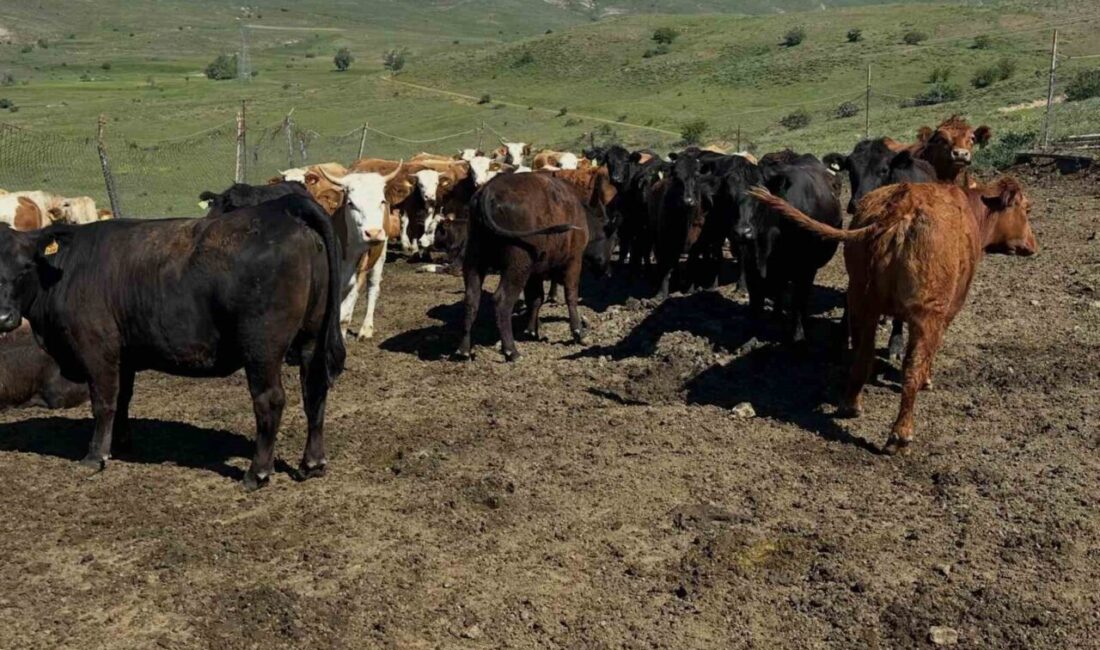 Et ve Süt Kurumu tarafından yurt dışından getirilen besilik etçi