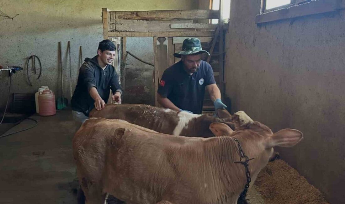 Bayburt’un Aydıntepe ilçesindeki 8 köyde yürütülen buzağı küpeleme ve aşılama