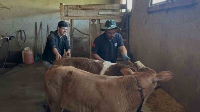 Bayburt’un Aydıntepe ilçesindeki 8 köyde yürütülen buzağı küpeleme ve aşılama