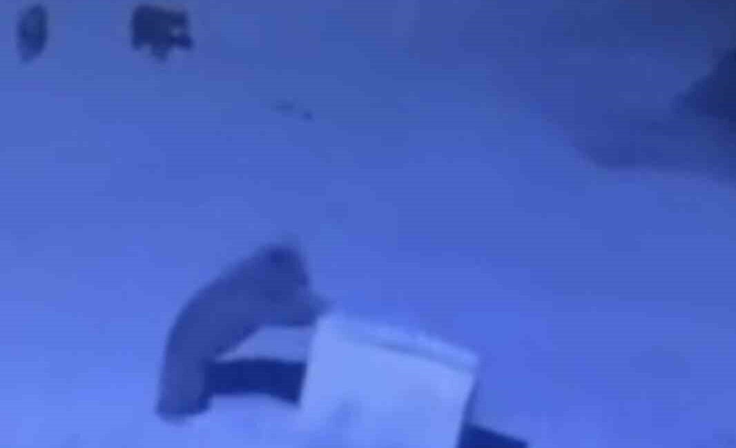Rize’nin Çamlıhemşin ilçe merkezinde bulunan Öğretmenevi önünde bulunan çöp konteynerleri