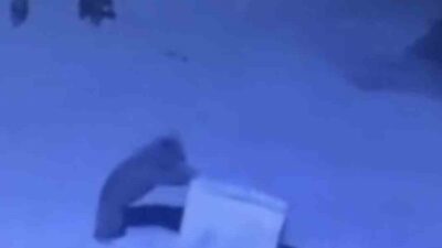 Rize’nin Çamlıhemşin ilçe merkezinde bulunan Öğretmenevi önünde bulunan çöp konteynerleri