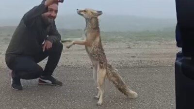 Bayburt’un Aydıntepe Yaylası yolunda karşılaştıkları tilkinin aç olabileceğini düşünen Eraslan