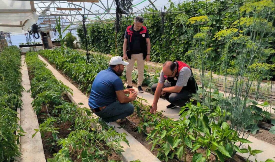 Bayburt İl Tarım ve Orman Müdürlüğünce örtü altı üretimin geliştirilmesine