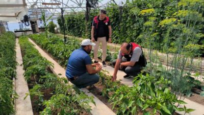 Bayburt İl Tarım ve Orman Müdürlüğünce örtü altı üretimin geliştirilmesine