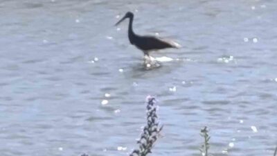 Bayburt’un Arpalı beldesinde, Çoruh Nehri’nde balık avlayan kara leylek cep