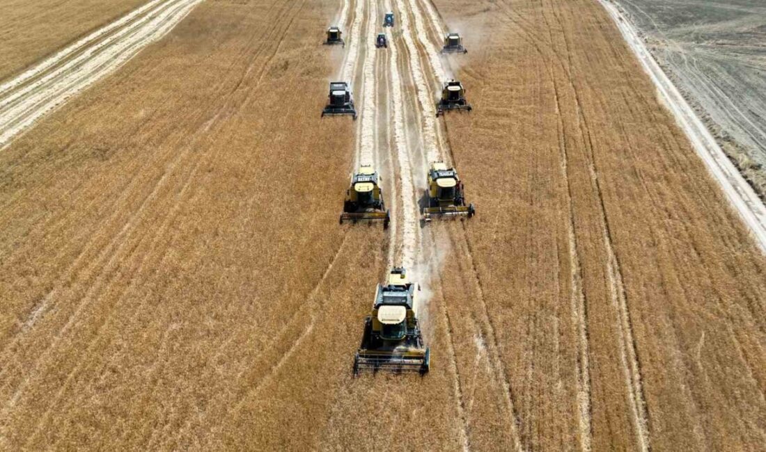 Erzincan Belediyesince ekimi yapılan 1.095 dönümlük hububat arazilerinde hasat çalışmalarına