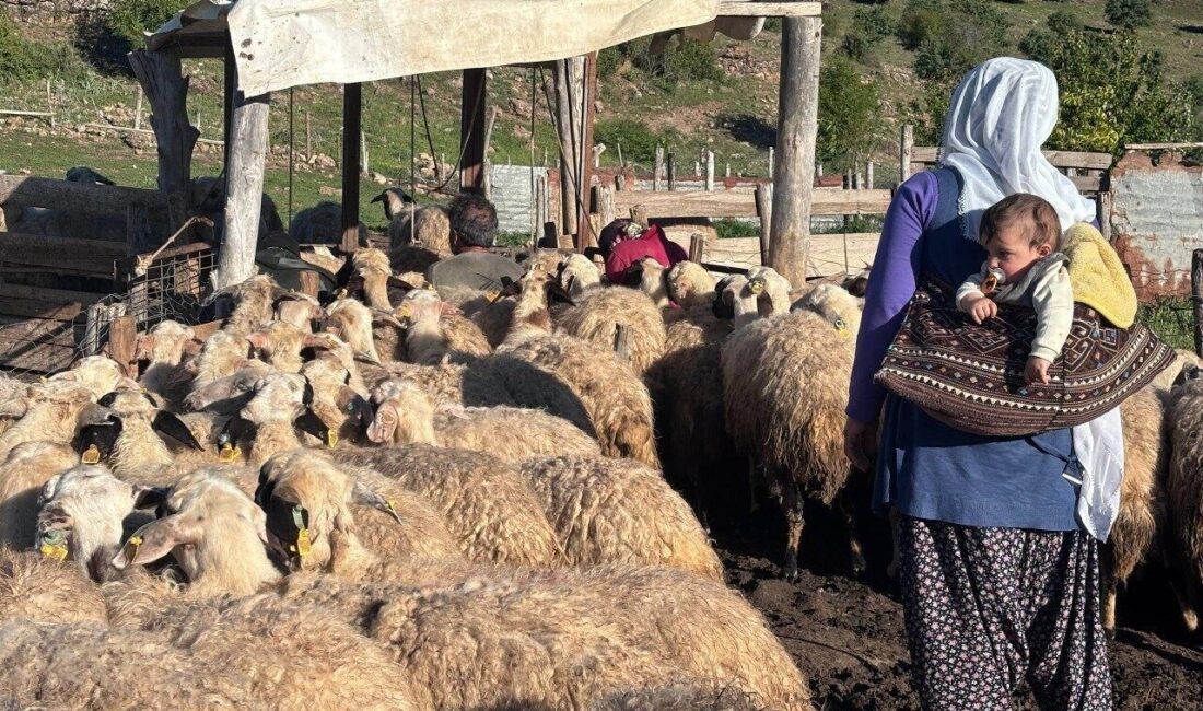 Erzincan’ın coğrafi işaretli ürünü olan Erzincan Tulum Peyniri, doğal yaylalarda
