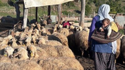 Erzincan’ın coğrafi işaretli ürünü olan Erzincan Tulum Peyniri, doğal yaylalarda
