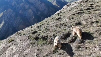 Erzincan’ın Tercan ilçesinde ayı saldırısına uğrayan kişi yaralandı. Alınan bilgiye