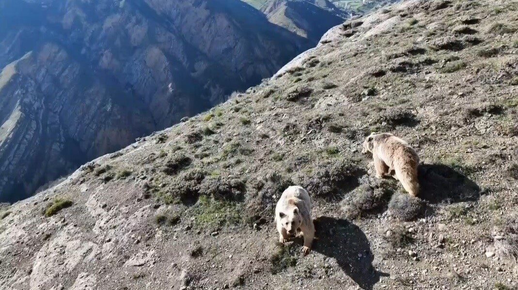 Erzincan’ın Tercan ilçesinde ayı saldırısına uğrayan kişi yaralandı. Alınan bilgiye